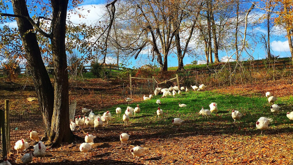 Pre-Order Thanksgiving Turkeys!